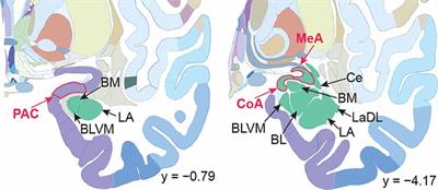 Human Primary Olfactory Amygdala Subregions Form Distinct Functional Networks, Suggesting Distinct Olfactory Functions